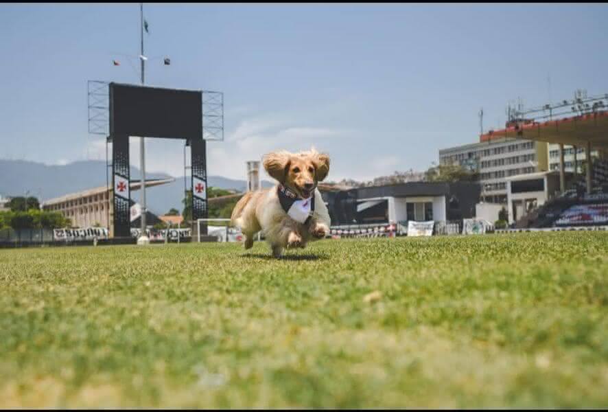 Vasco lança linha PET