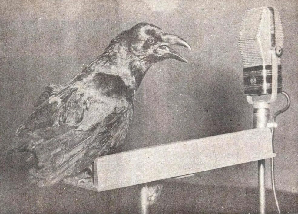 O corvo na rádio