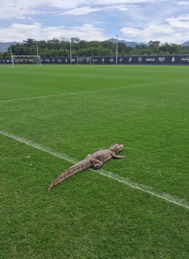 Jacaré invade CT do Vasco