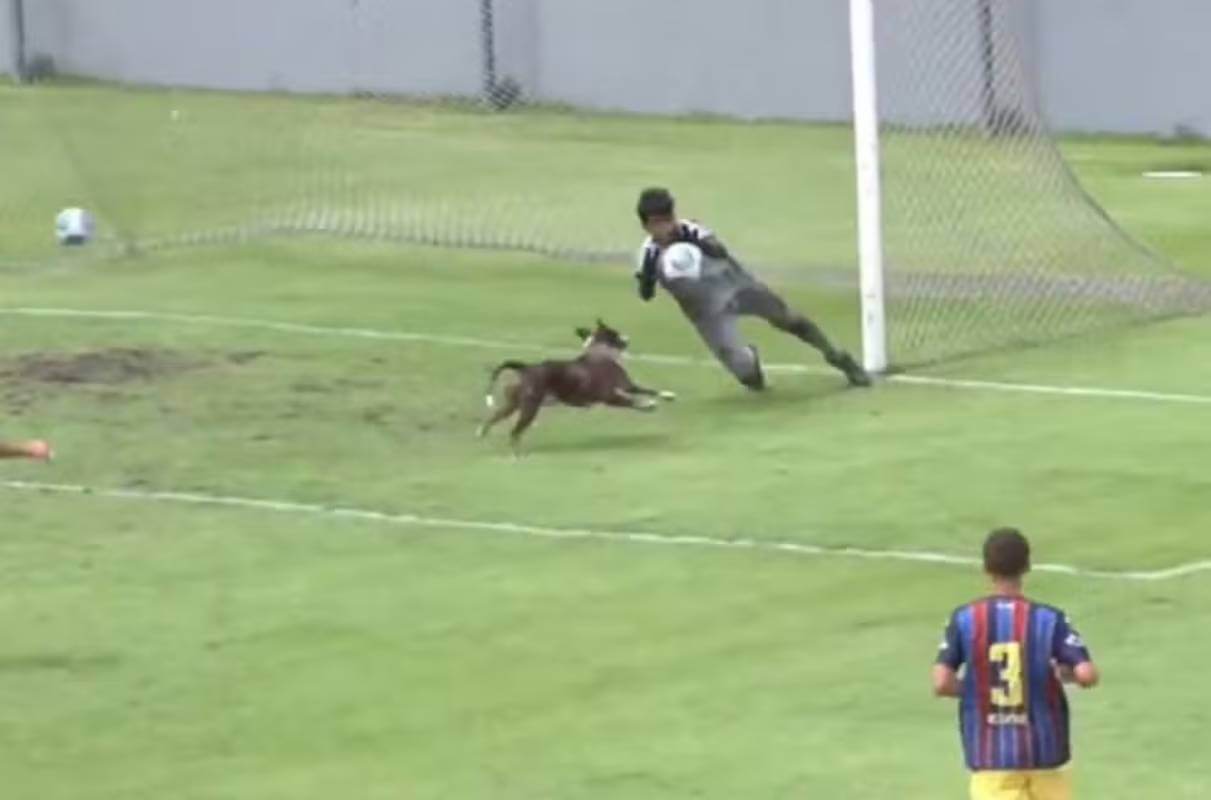 Cachorro invade campo em jogo do Sub-15 do Vasco